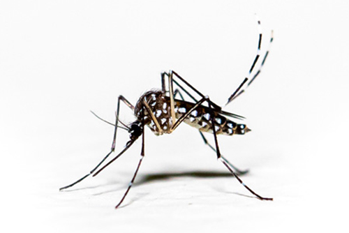 Aedes aegypti mosquito pernilongo with white spots and white background