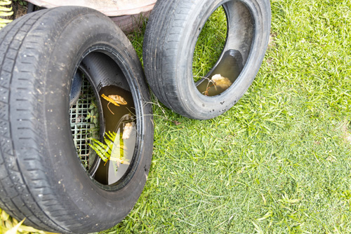 Abandoned tyre outdoor with still water from rain condusive place for aedes mosquito breeding, source of dengue fever. Selective focus on water.