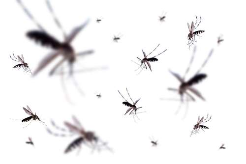 Dengue no DF: secretaria de Saúde registra 11 mortes em sete meses