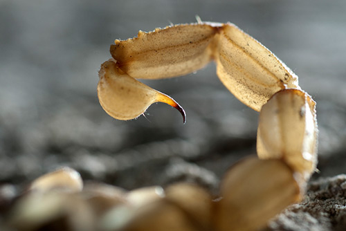 Preso morre após suposta picada de escorpião em Centro de Detenção Provisória