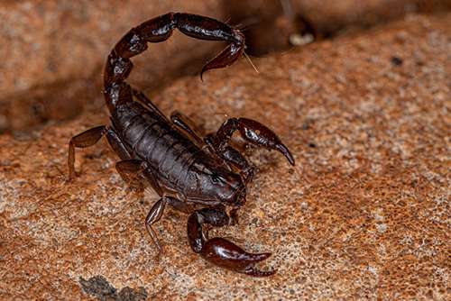 Preso morre ao ser picado por escorpião