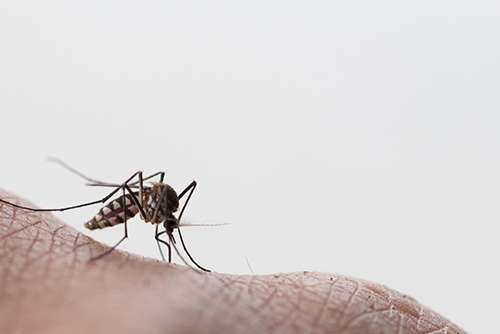 Dengue: DF registra 67,1 mil casos prováveis da doença