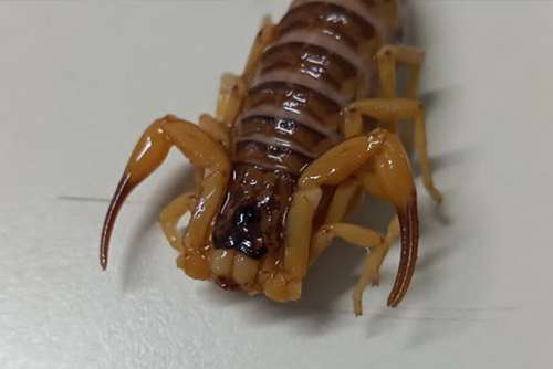 MS tem maior média de acidentes com animais peçonhentos em 11 anos