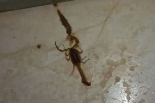 Jovem é picada por escorpião ao descer da cama, em Rio Verde