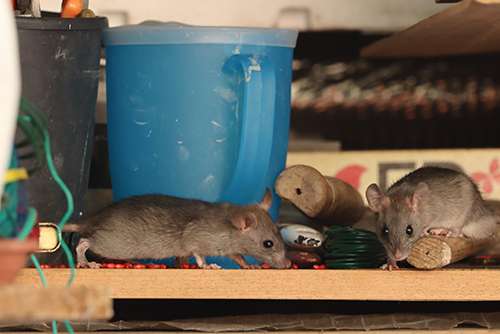 Imagens mostram infestação de ratos em loja da Ceasa