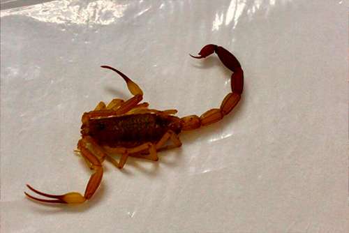 Em 2022, foram mais de 1 mil casos de acidentes com escorpião em Campo Grande