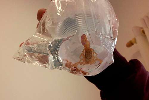 Conheça perigos e consequências da picada de escorpião