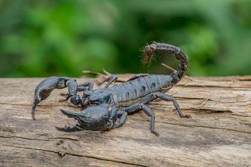 Mato Grosso do Sul registrou 3.205 acidentes com escorpiões em 2022