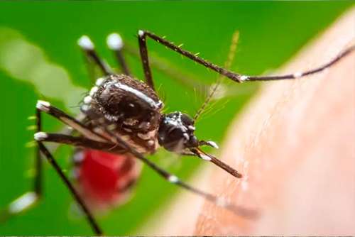 Rondônia confirma 1.026 casos de dengue nos primeiros 23 dias de 2023